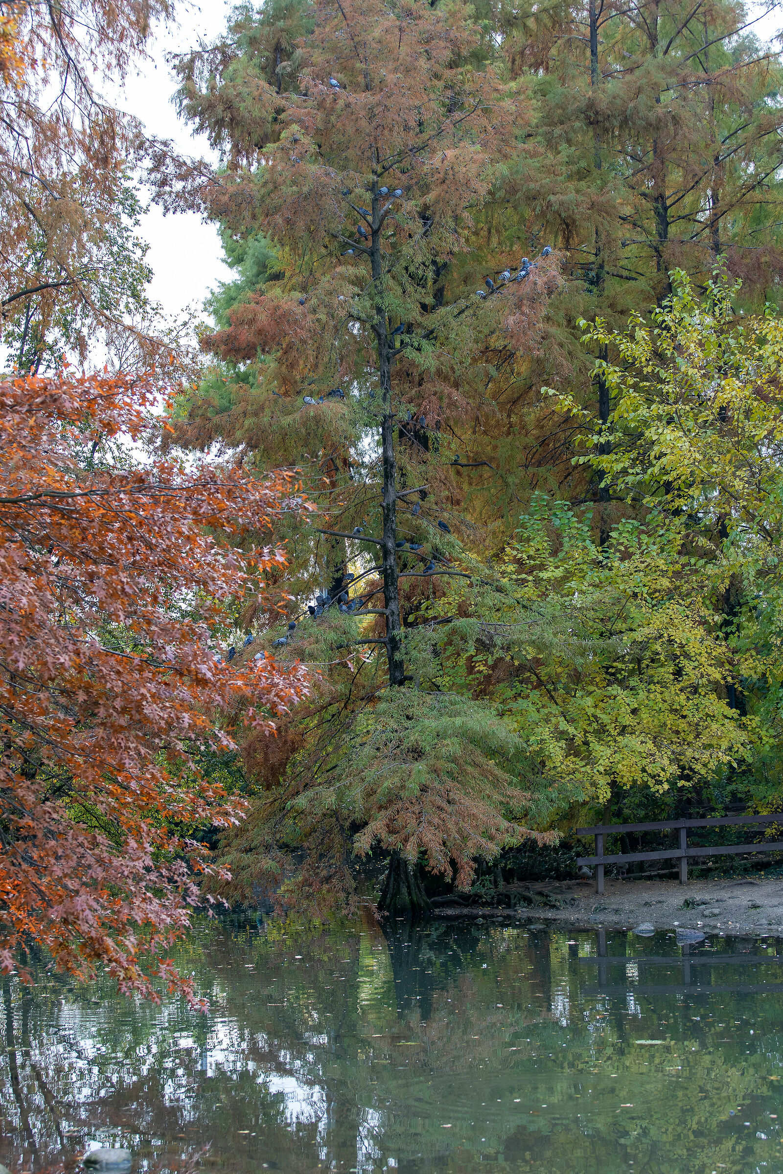 Autunno nel parco - Brescia