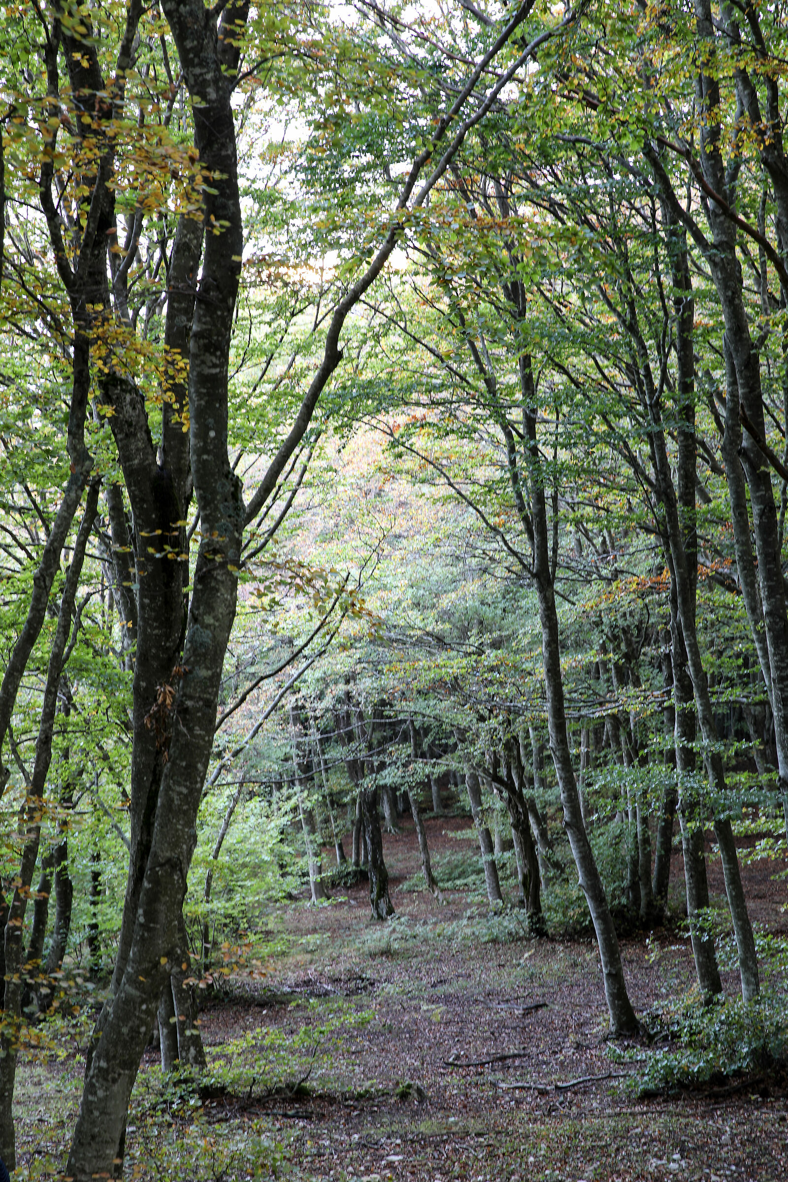 Beech Fairy of Canfaito