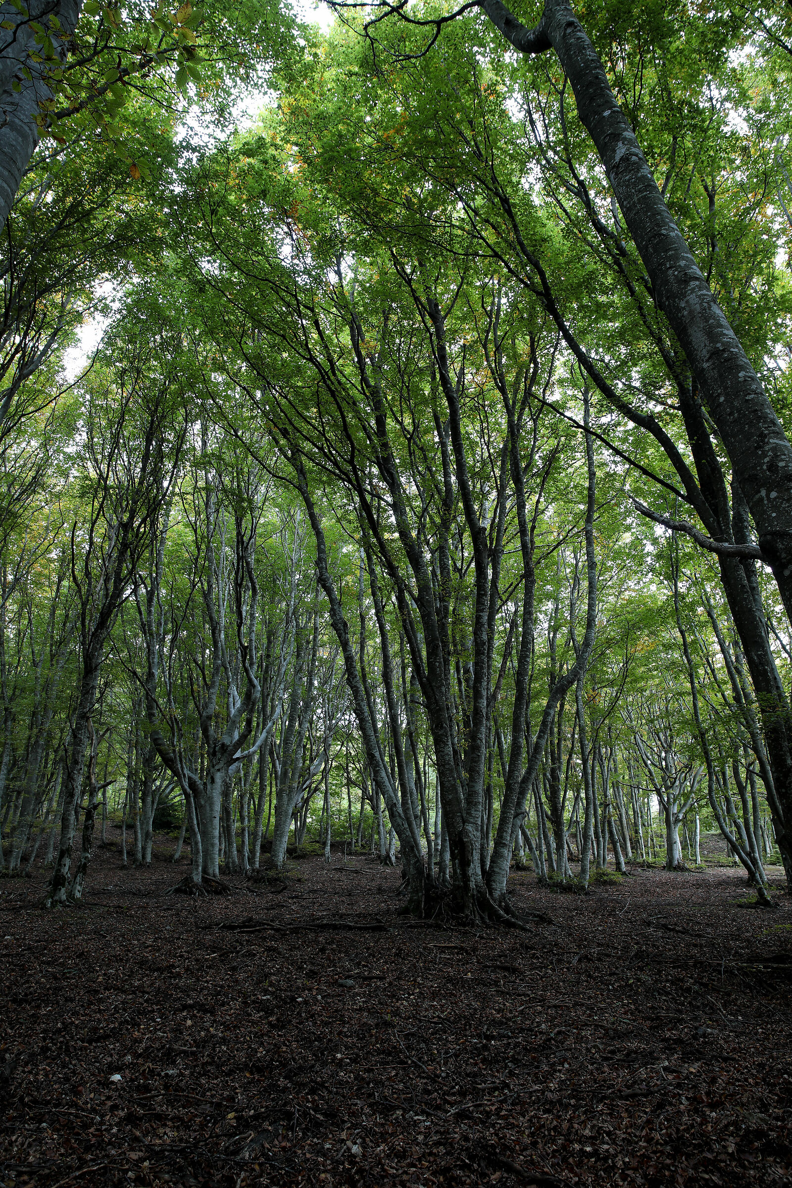 Beech Fairy of Canfaito