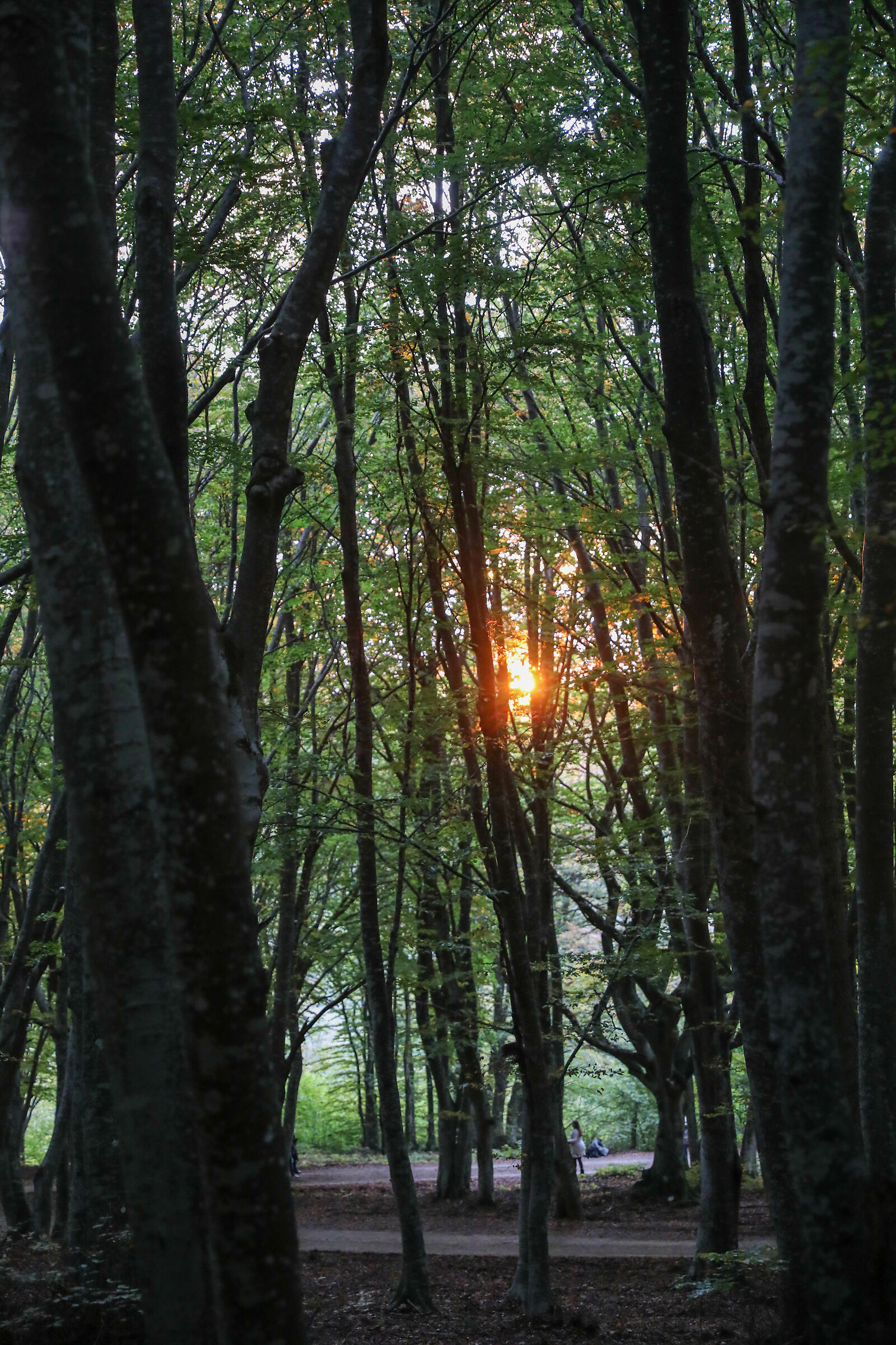 Beech Fairy of Canfaito