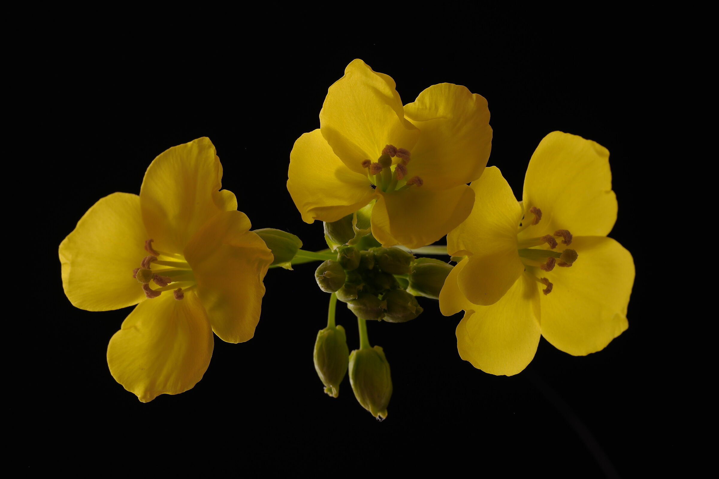 Diplotaxis tenuifolia