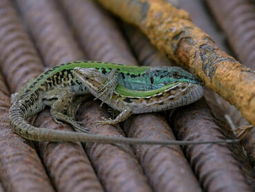 Psammodromus algirus