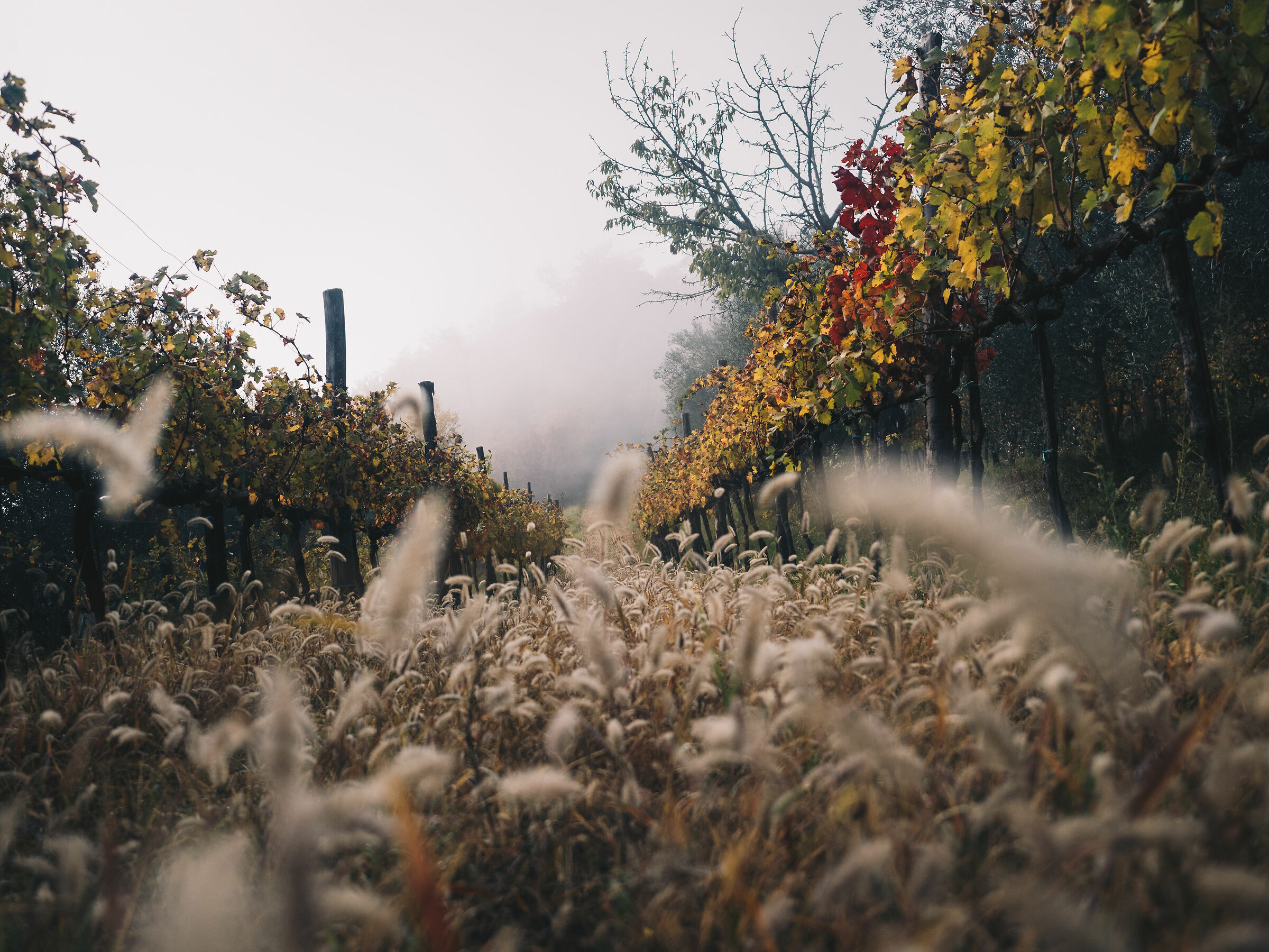 Autumn on Mount Cinto - 2
