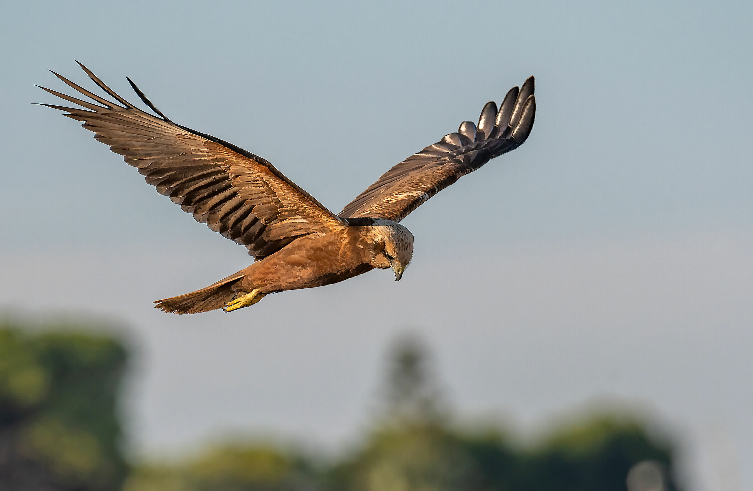 Marsh Falcon under observation, Eastern Sicily 2020