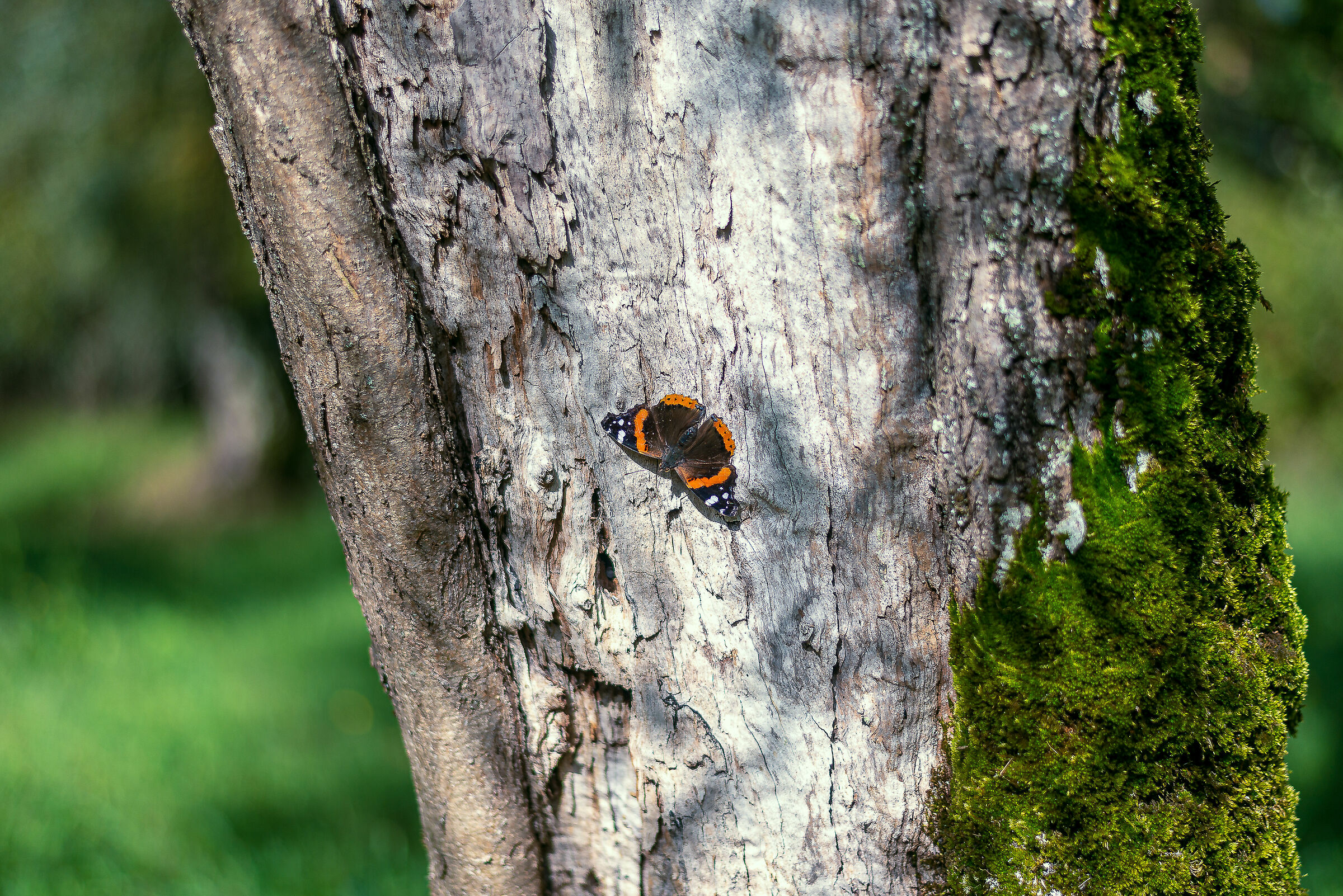 il sole autunnala piace