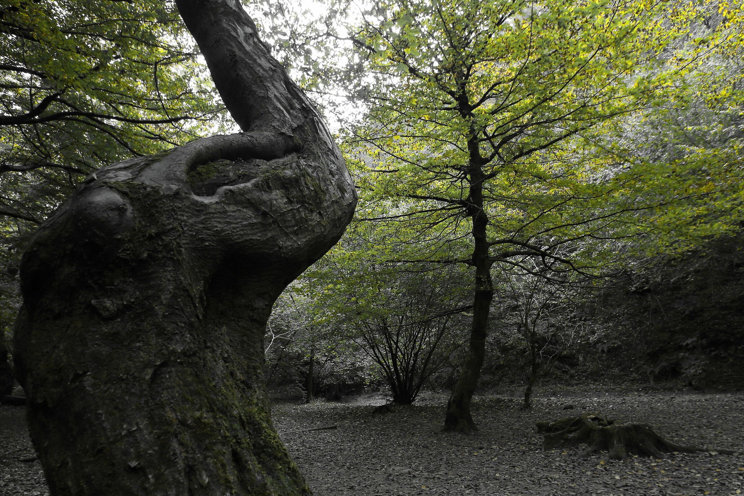 morning in the woods