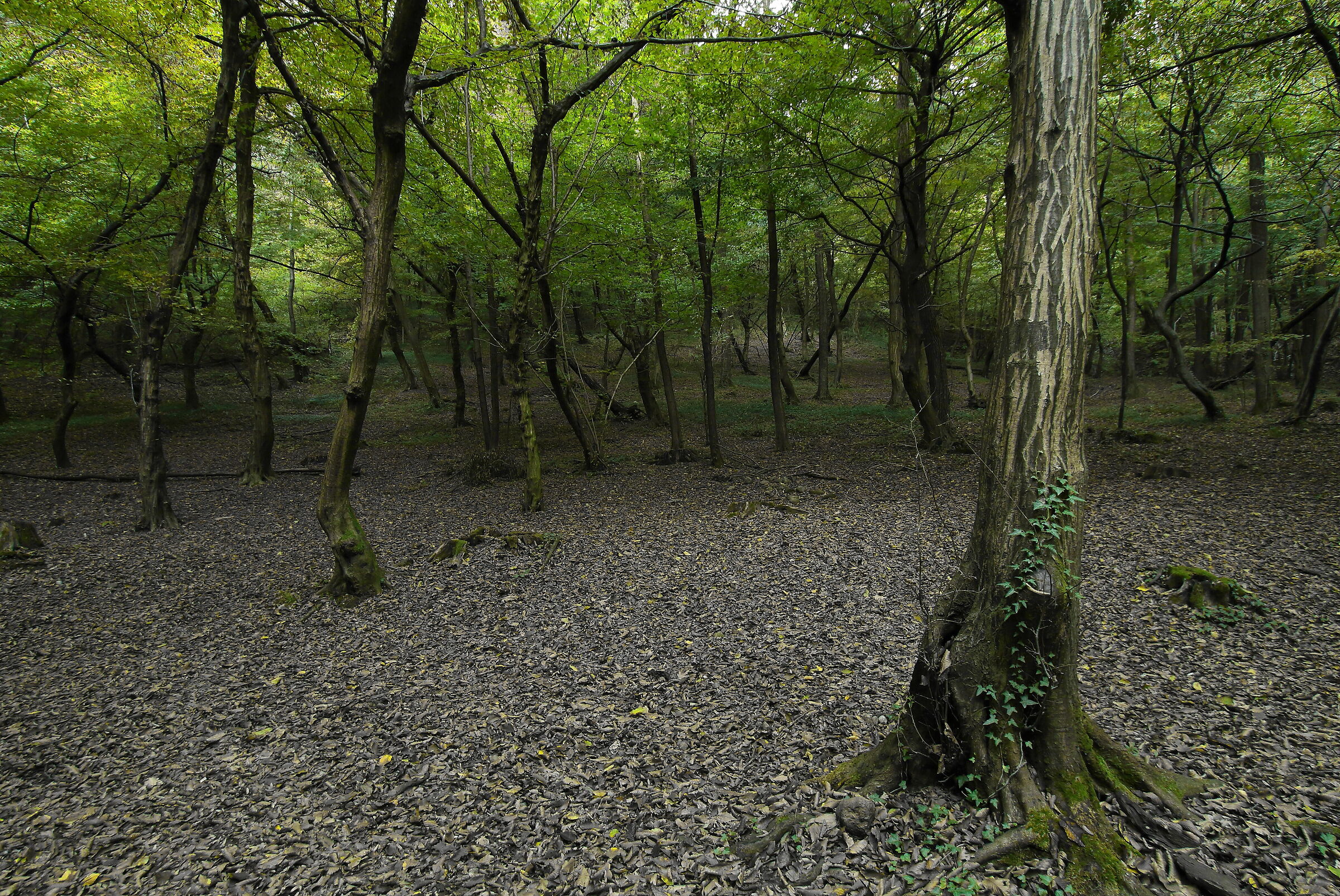 morning in the woods 2