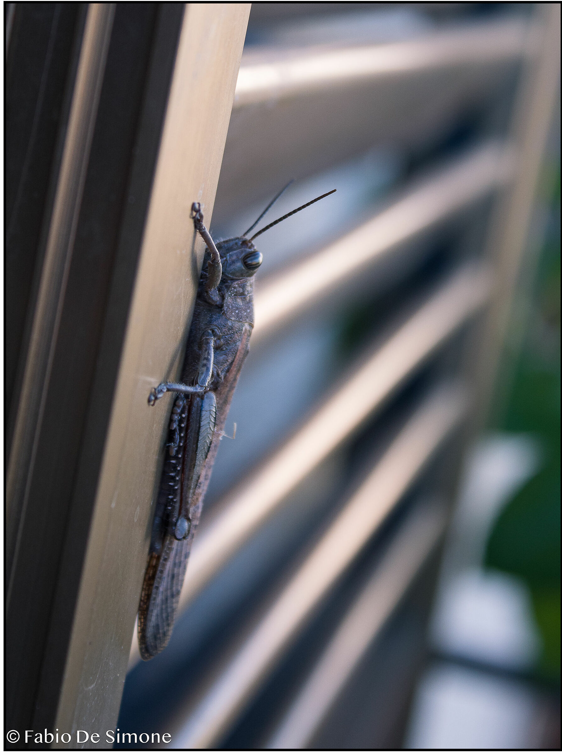 grasshopper climbs