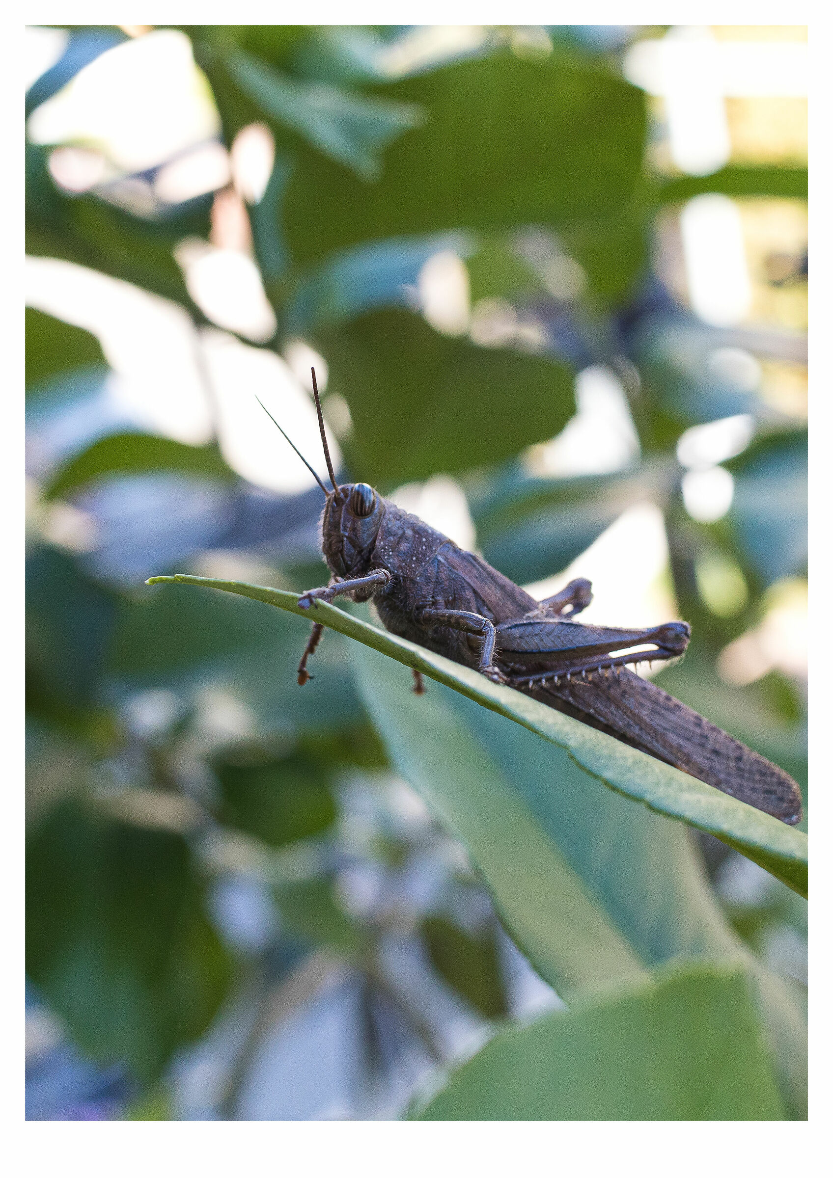 grasshopper on leaf