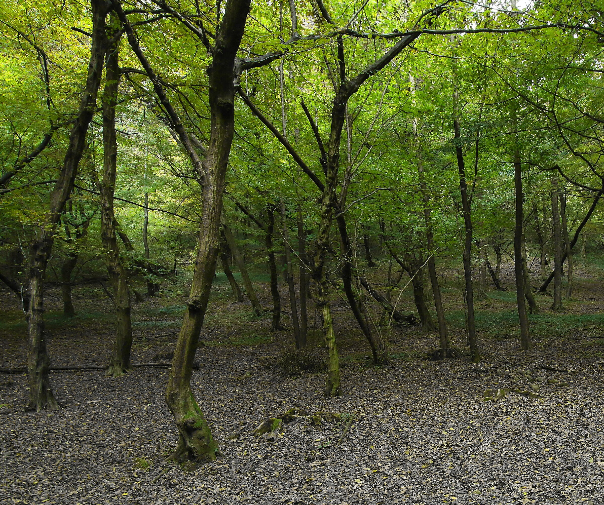 morning in the woods 4