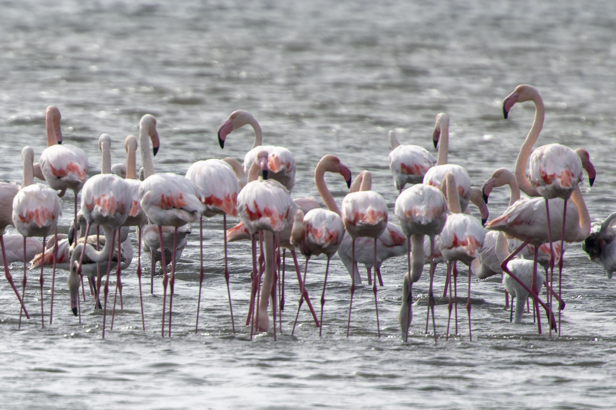 Flamingos