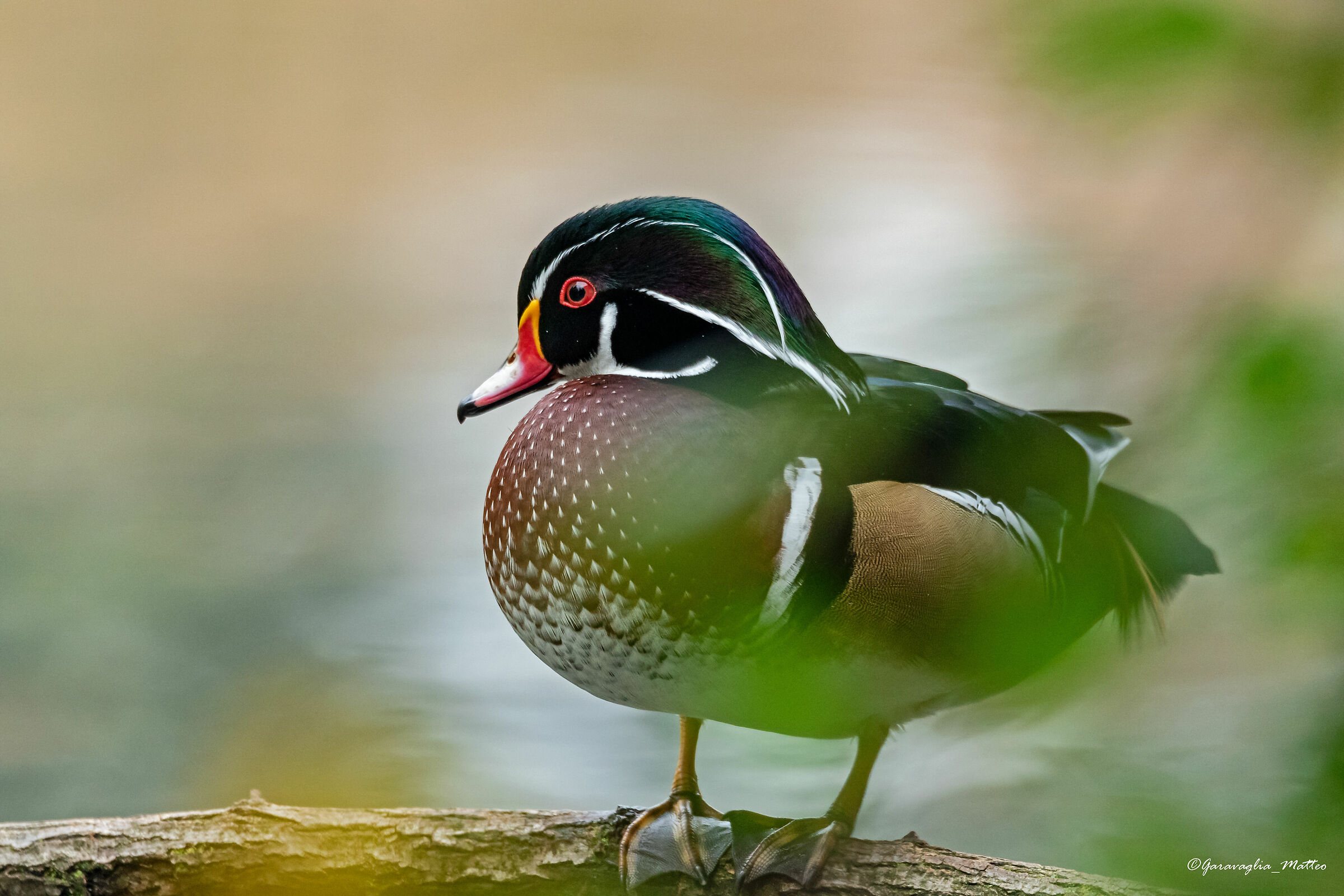 Bridal Duck (Aix sponsa)