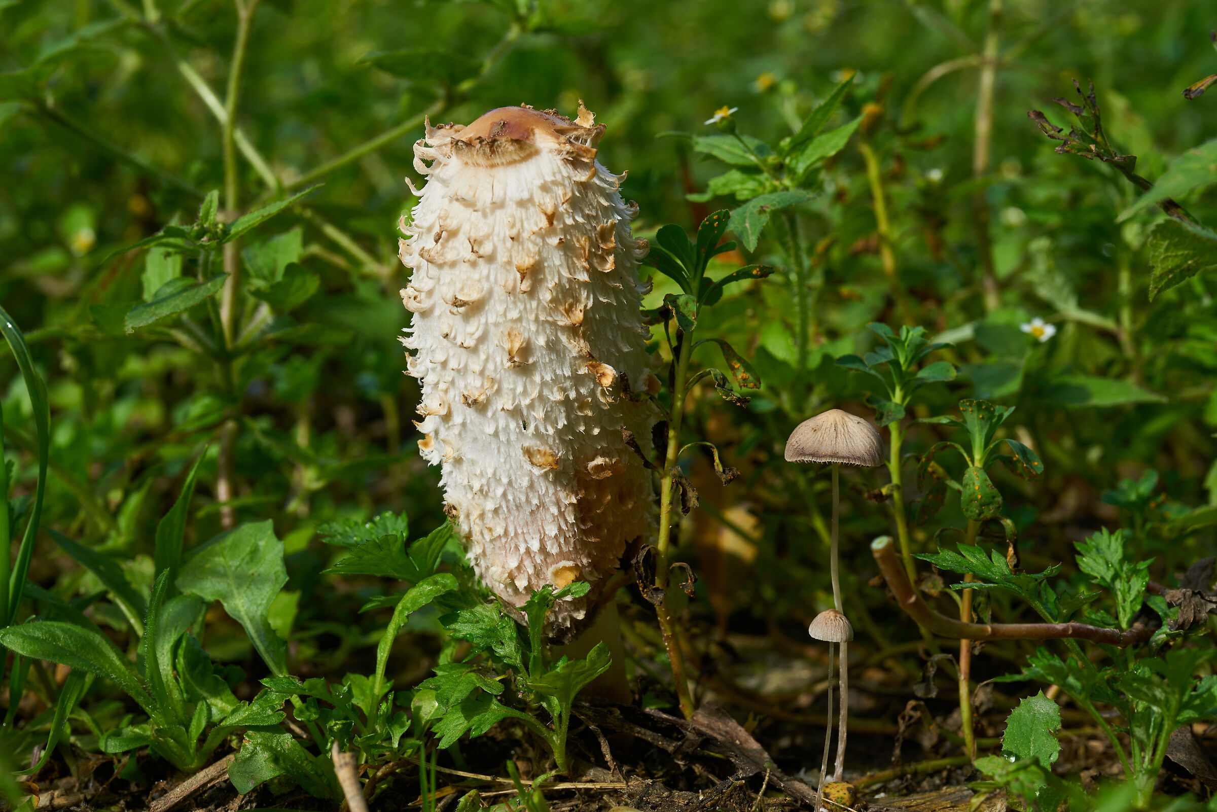 Coprinus comatus