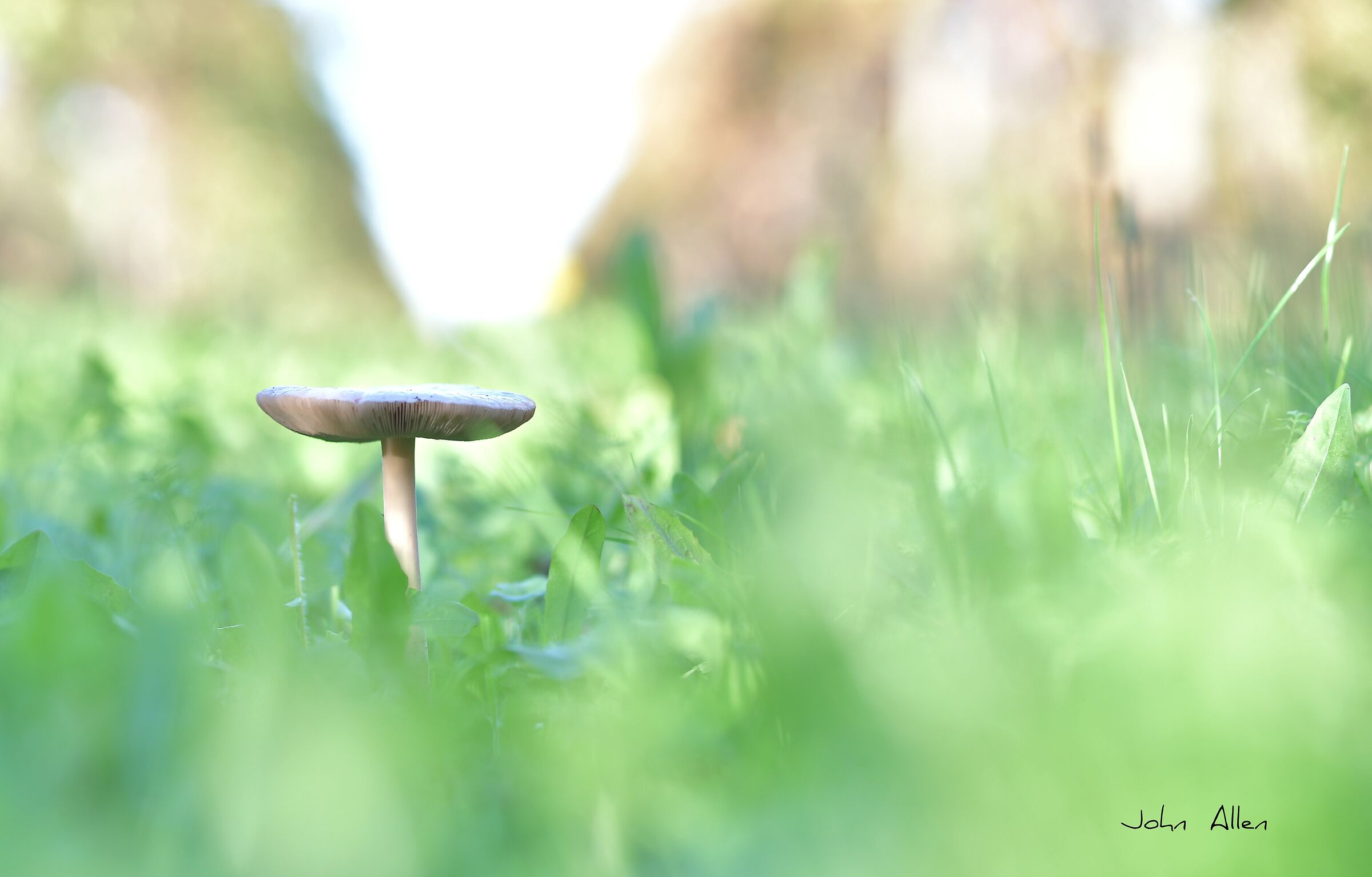 Solitary mushroom