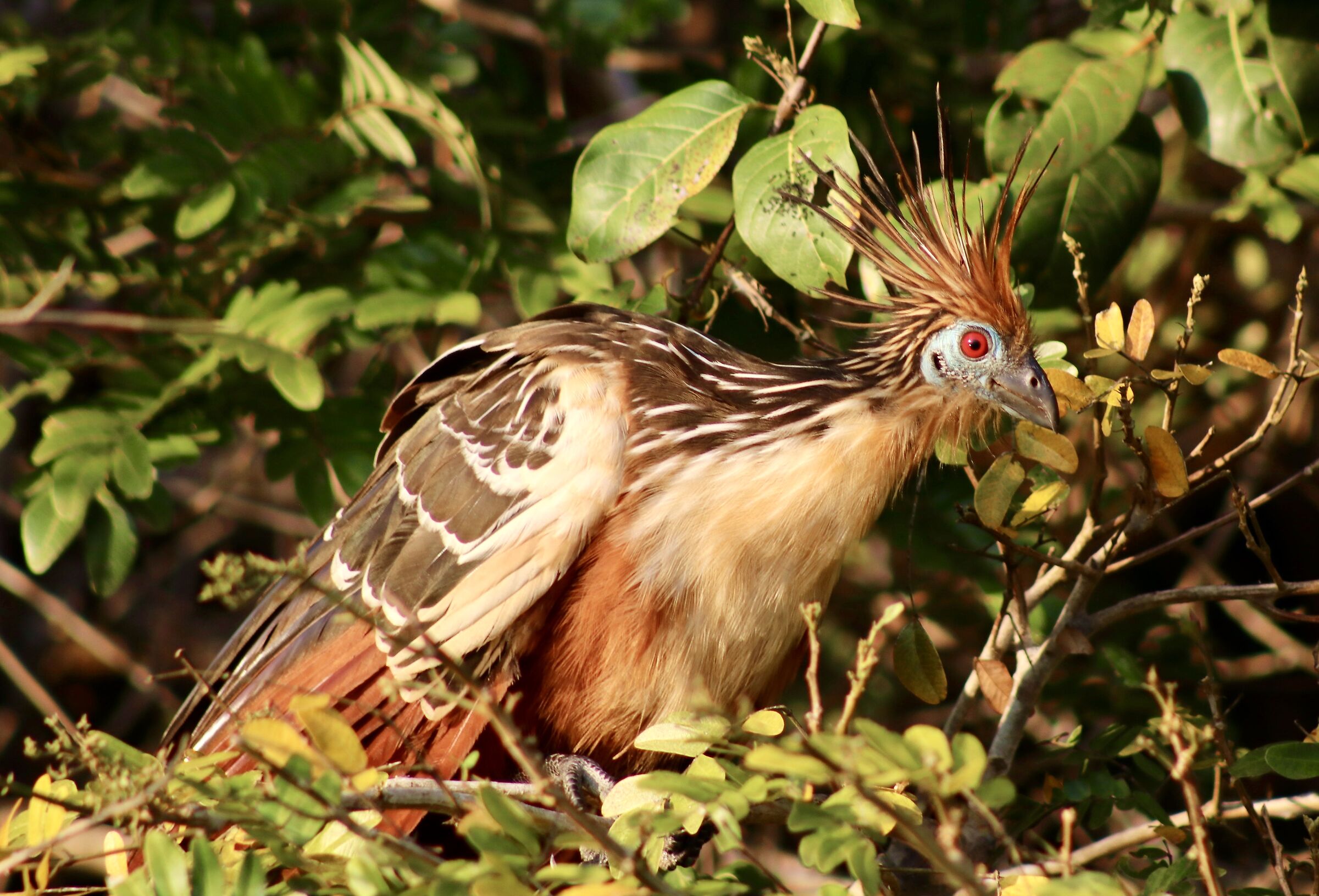 Hoatzin Bird