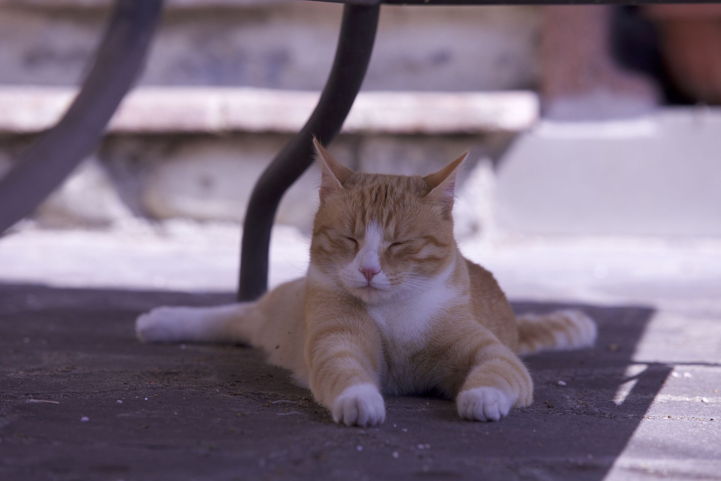 The rest of the feline. Billy