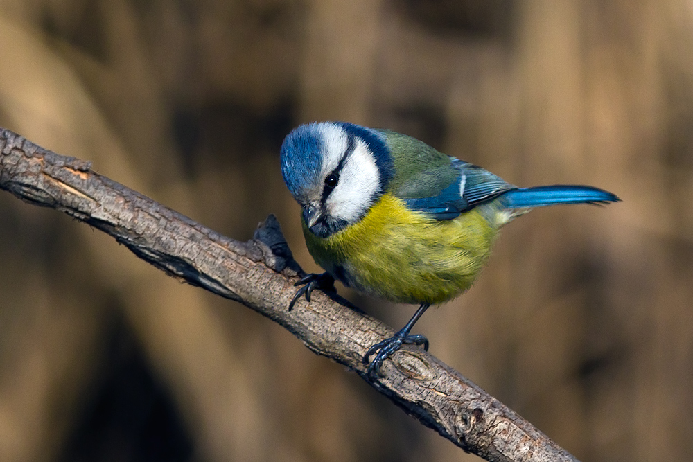 Blue Tit (Cyanistes caeruleus)