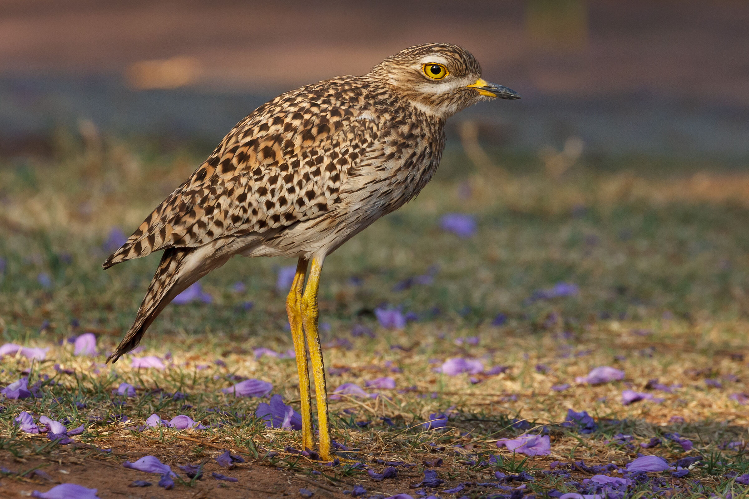 Thick knee