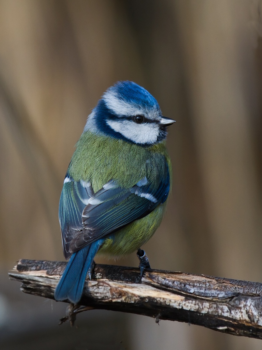 Blue Tit