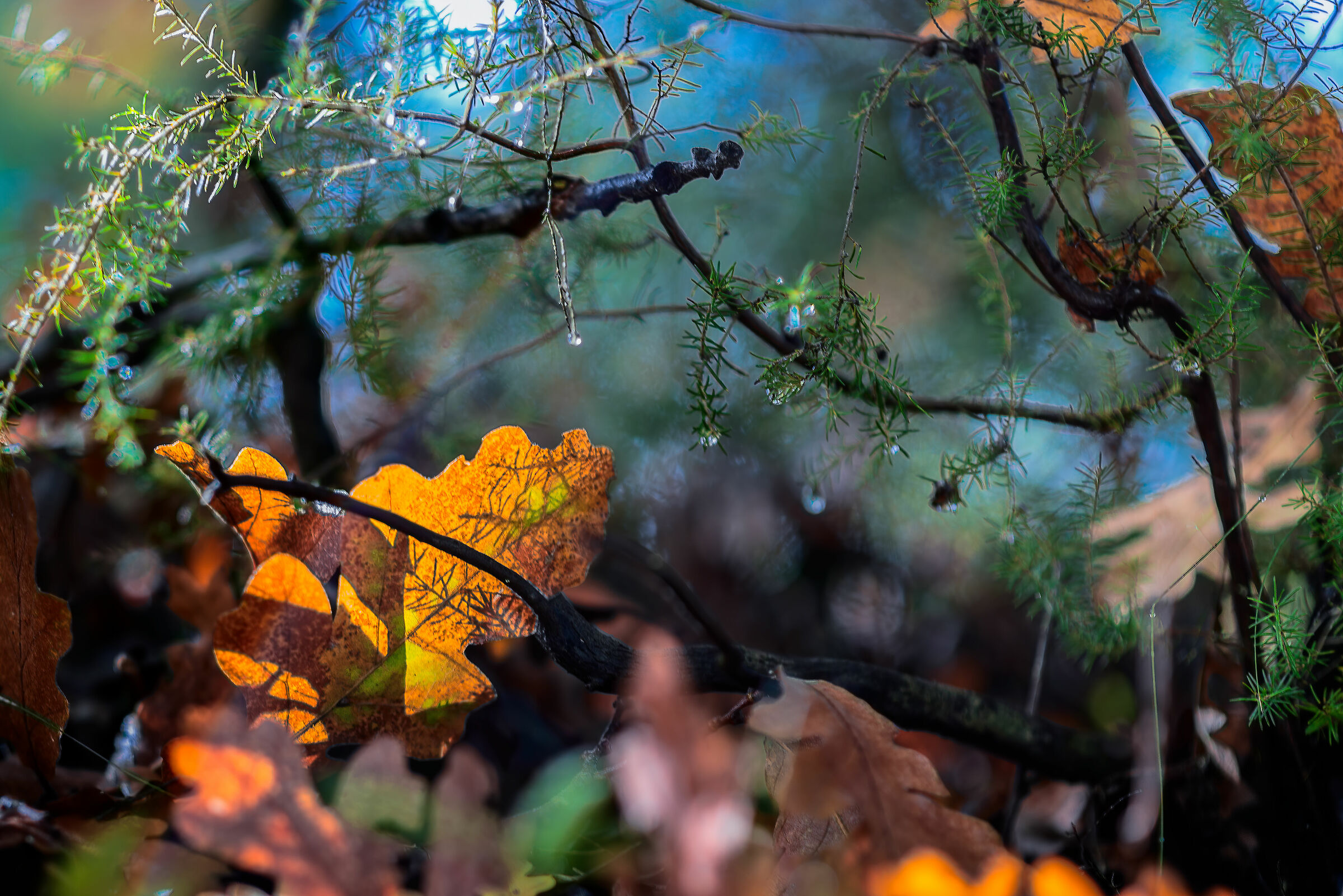 colori e riflessi del bosco autunnale