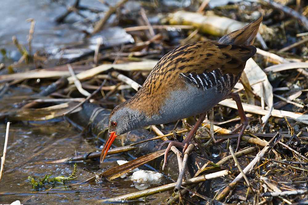 Water Rail