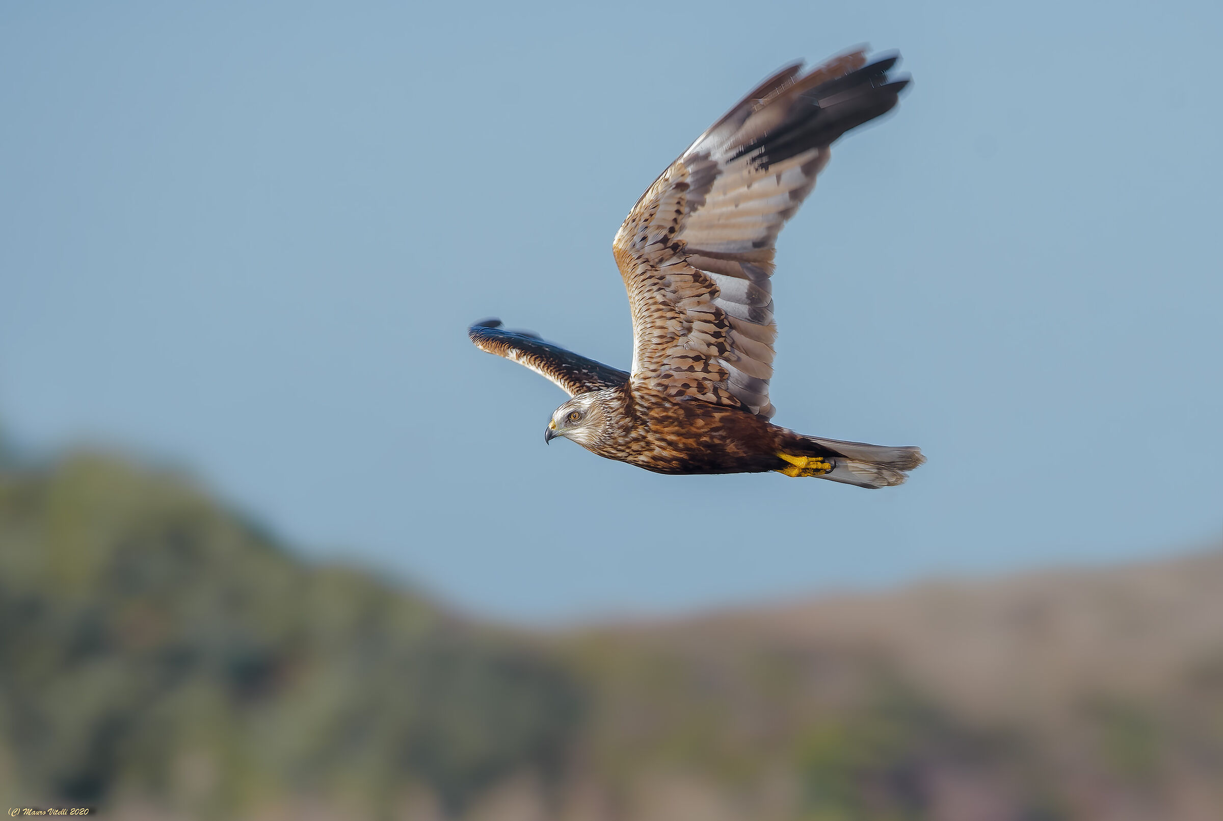 Male Marsh Falcon (Circus aeruginosus)