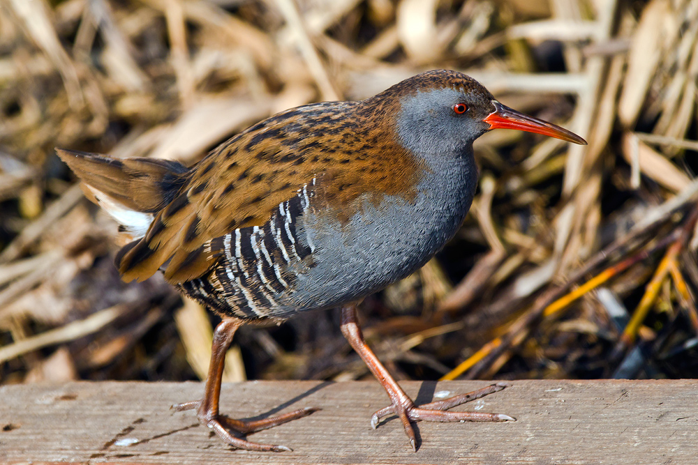Water Rail (Rallus aquaticus)