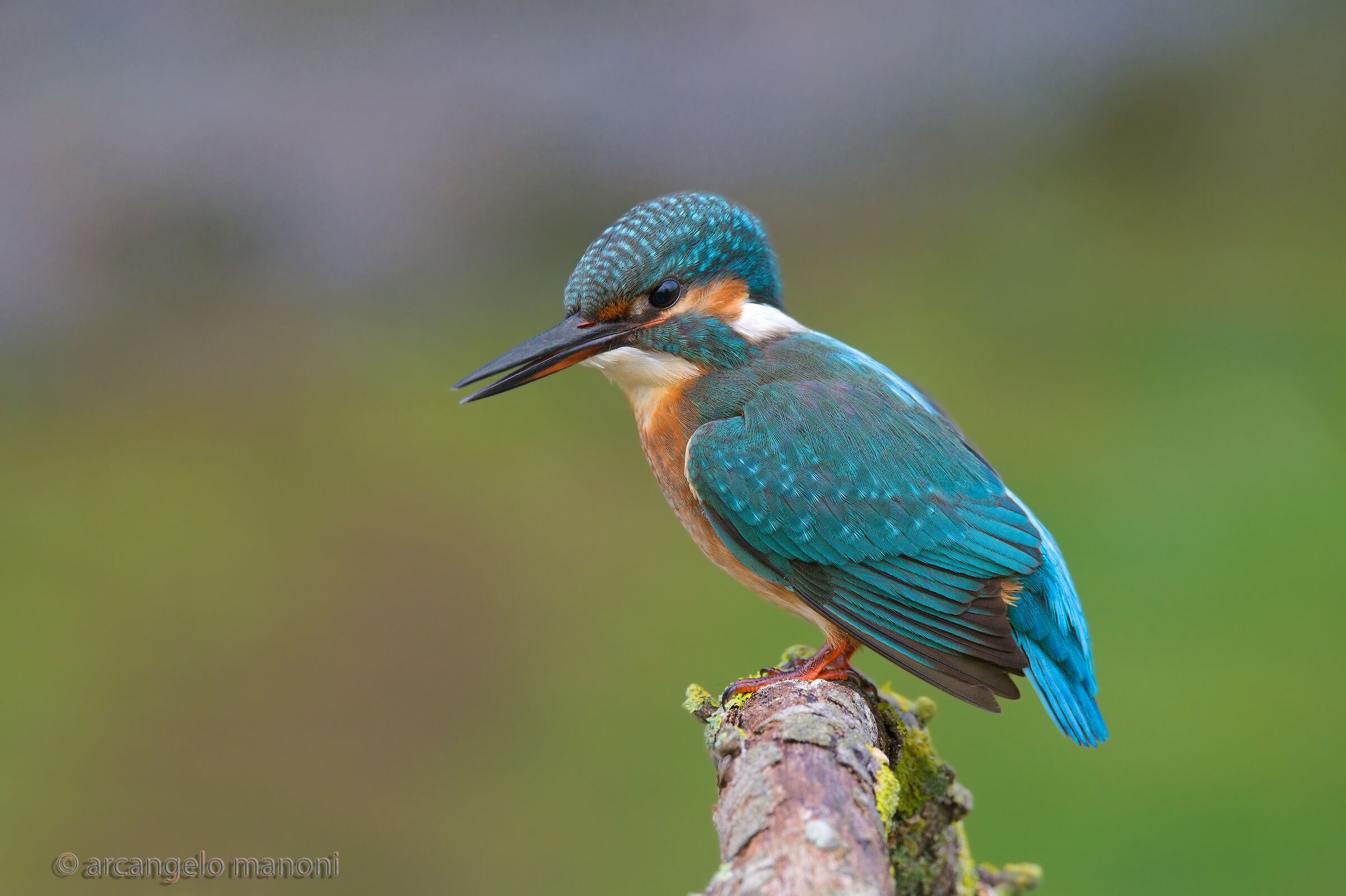 The martina who 'whispered to the photographer''