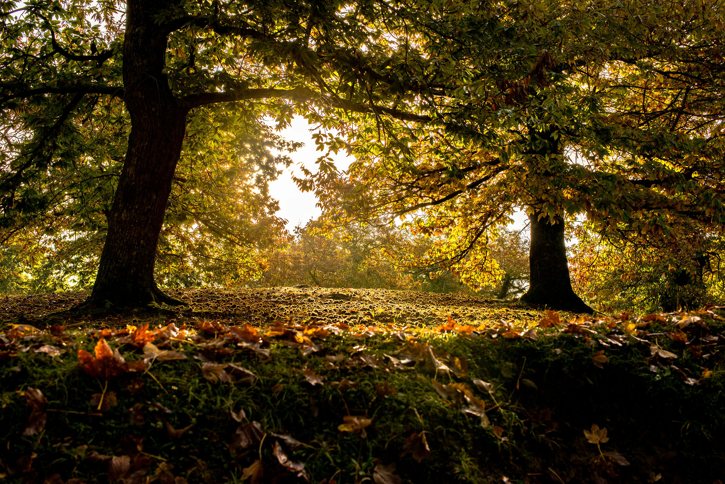 Casentino, in search of chestnuts
