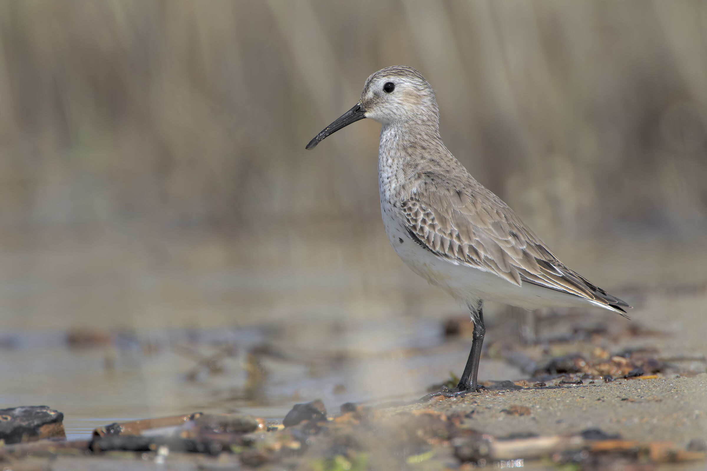 Piovanello pancianera