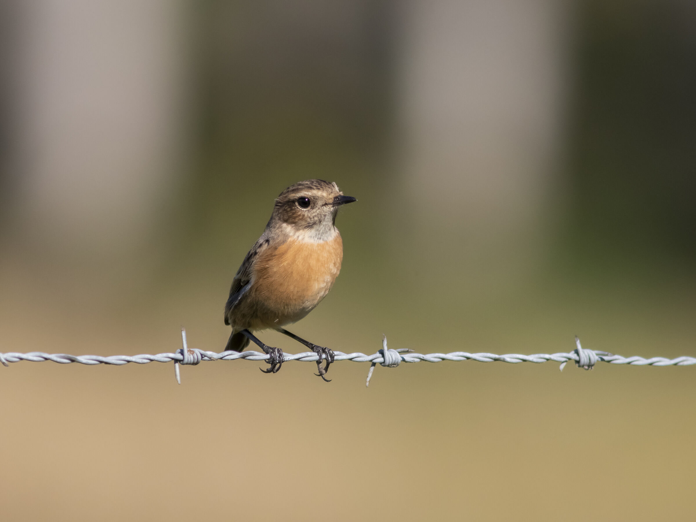 Posatoio di sicurezza