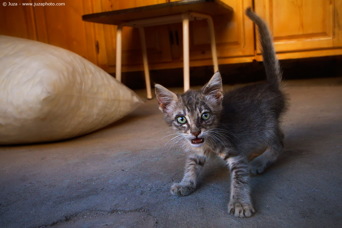 Small cat in Kairouan, 012732