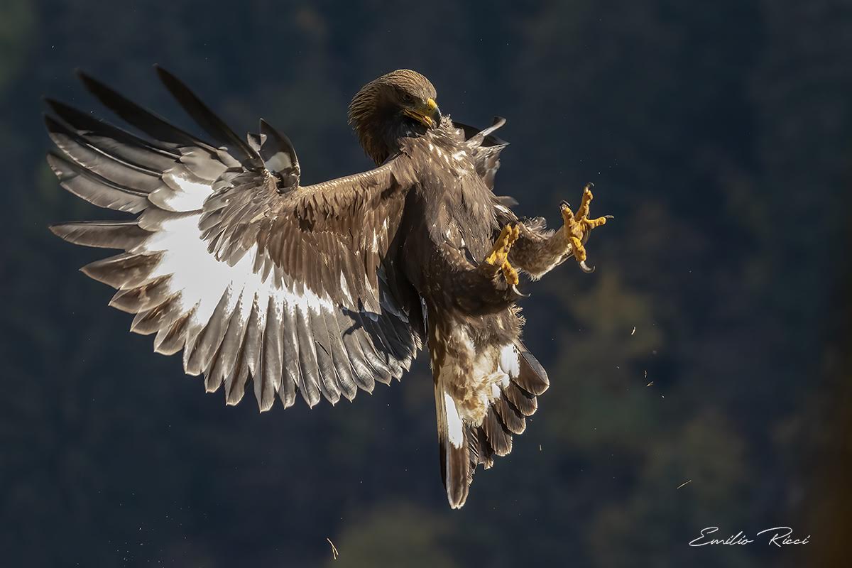 Aquila reale alpi Italiane