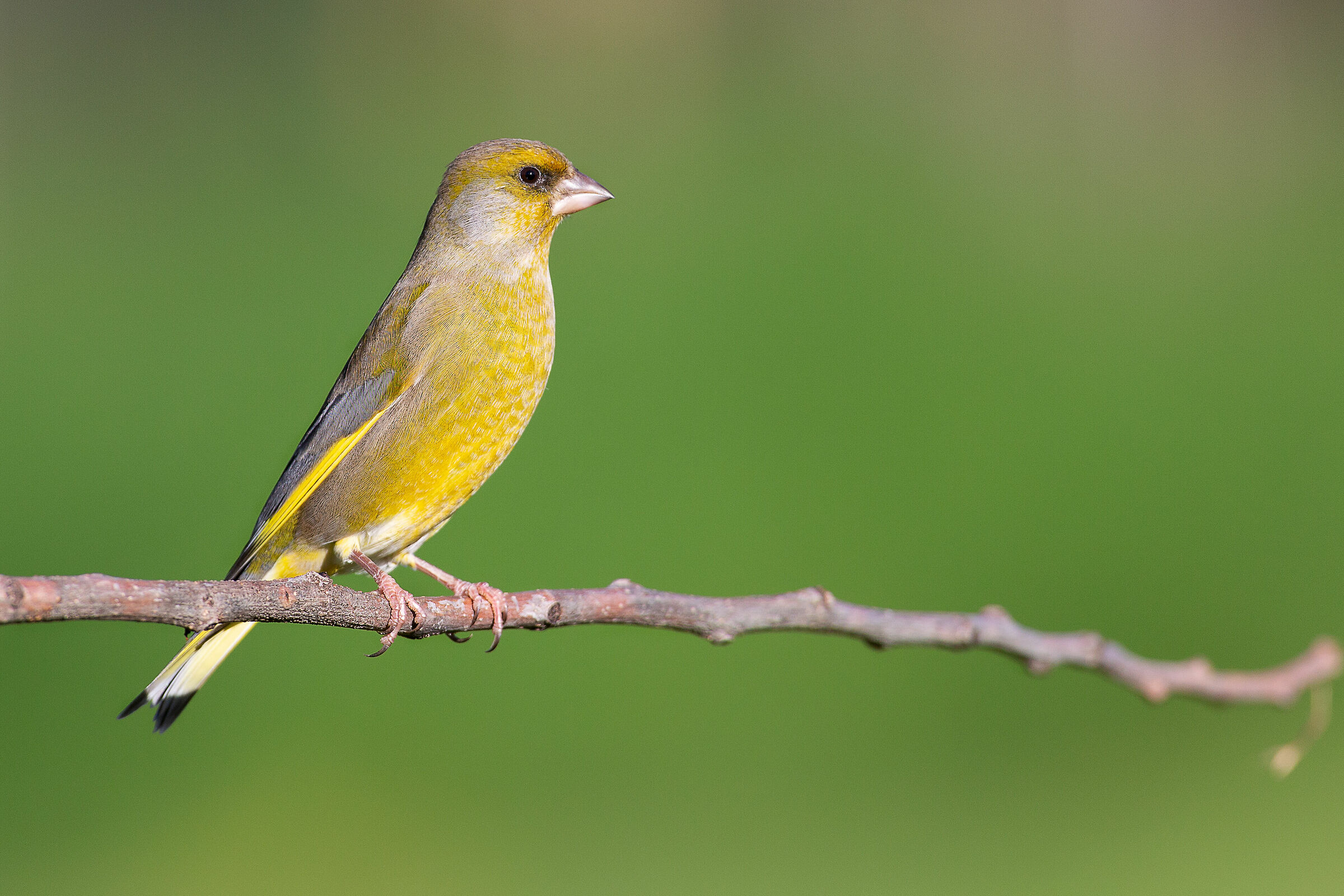 first greenfinch of the season