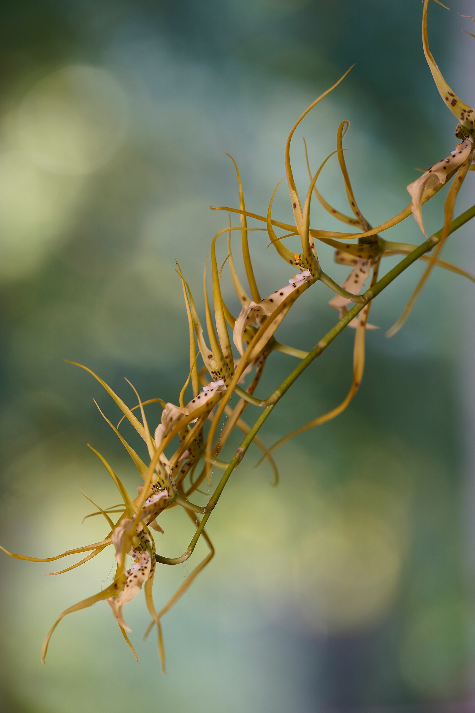 Brassia Fabian (Orchidea botanica)