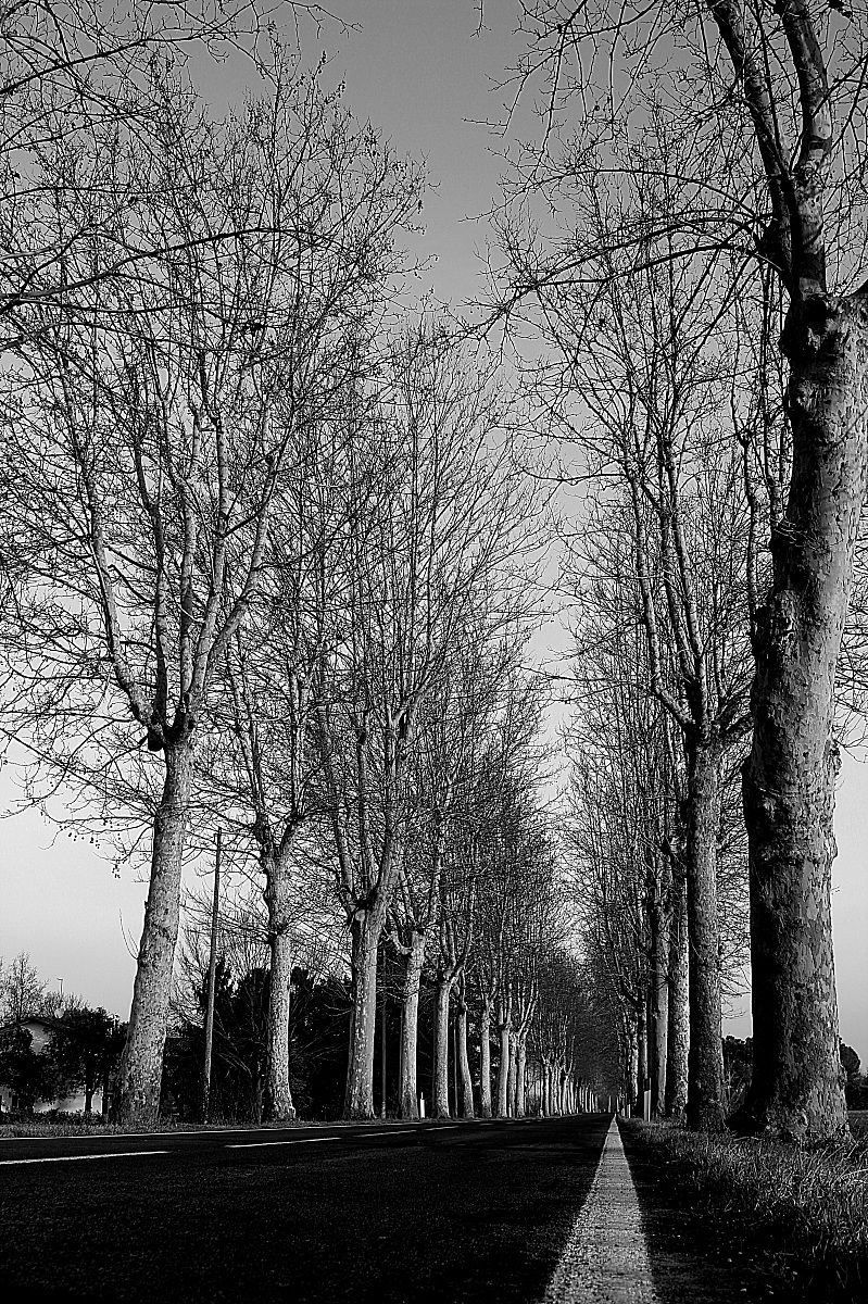 Avenue in perspective