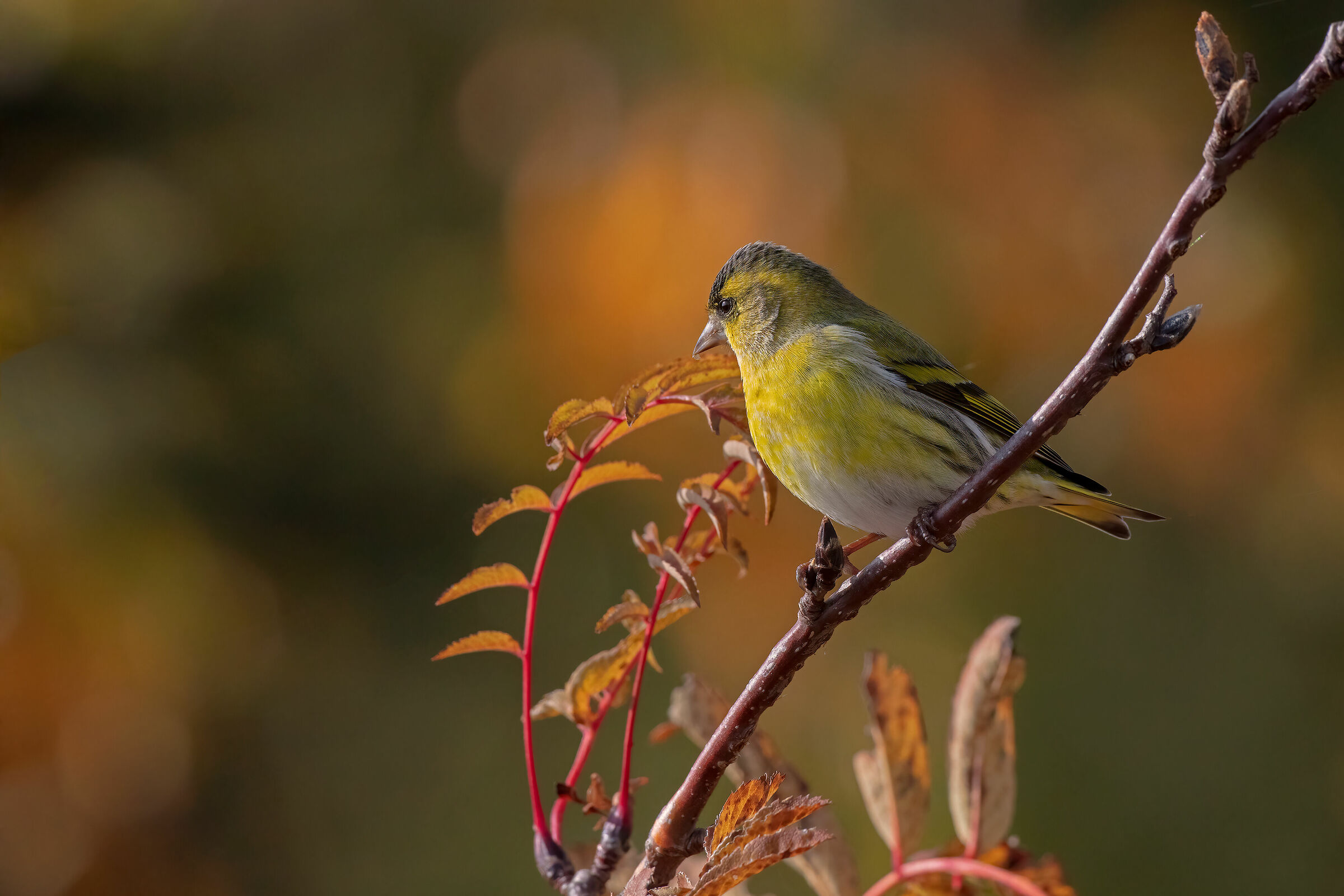 Lucherino ambientato