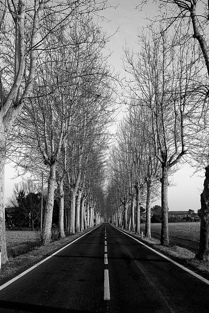 Avenue in perspective 2