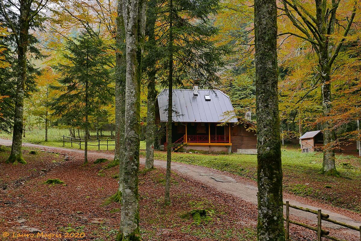 The House in the Woods