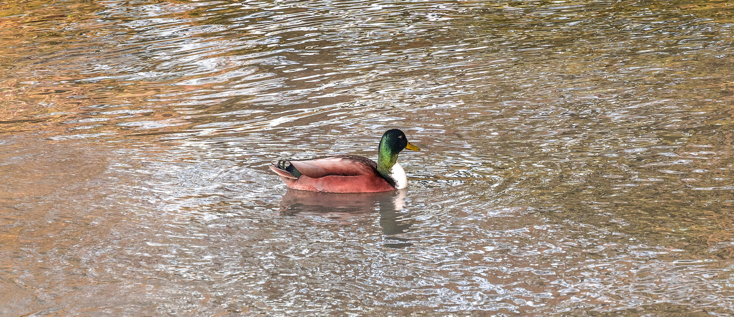 Fara Gera d'Adda - 4