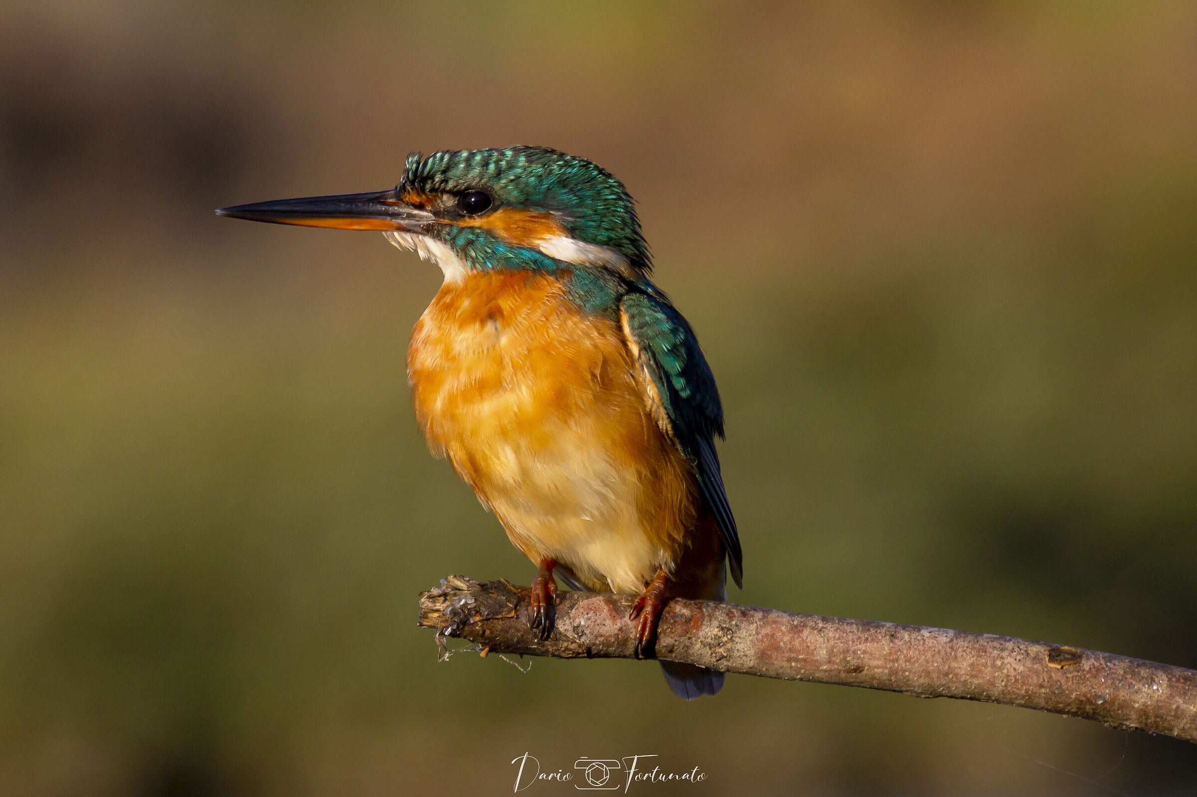Kingfisher