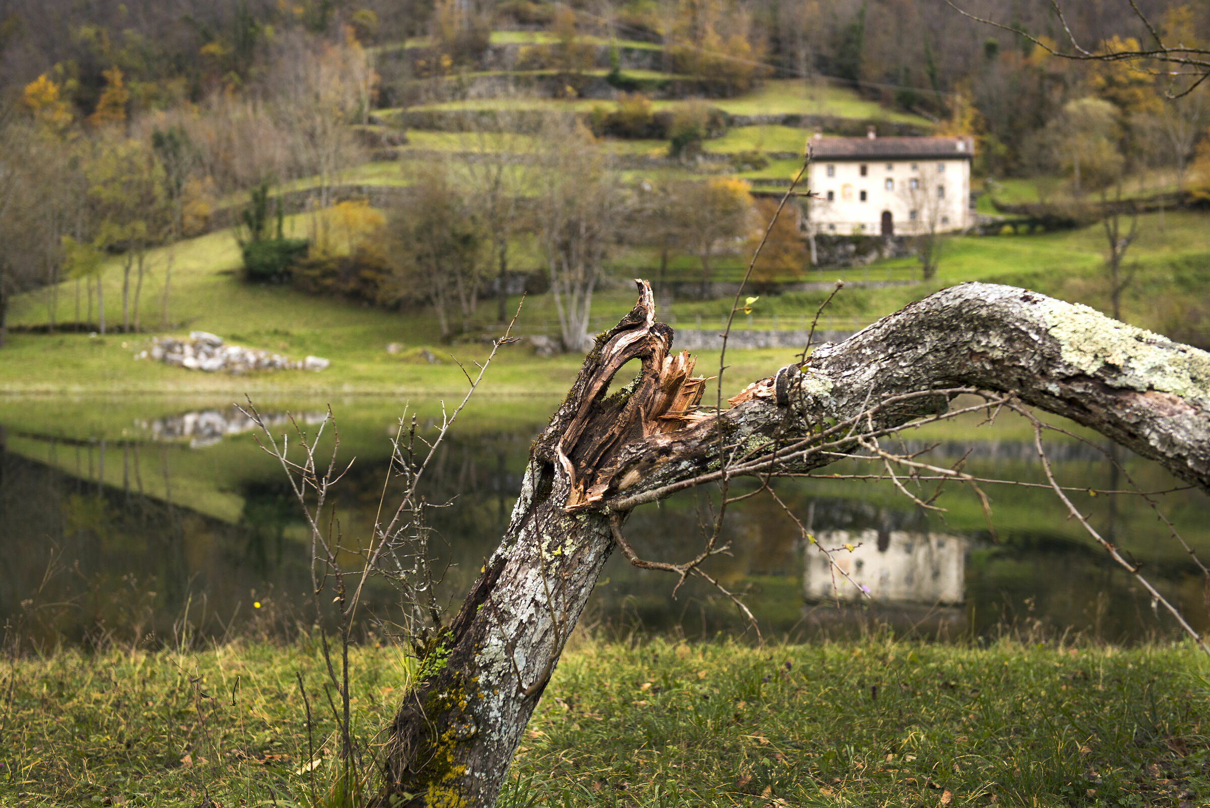 biancospino spezzato