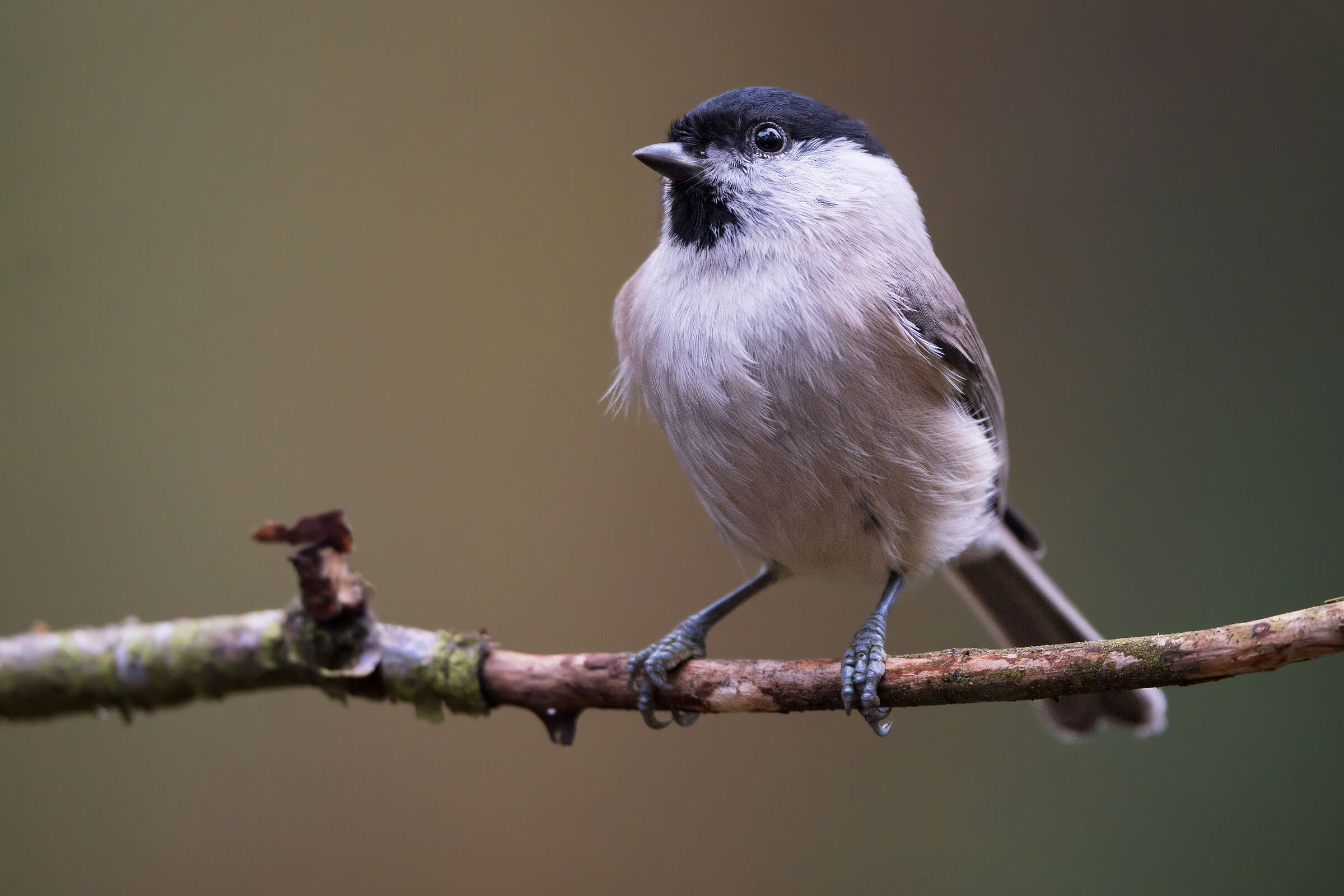 Marsh tit (Poecile palustris)