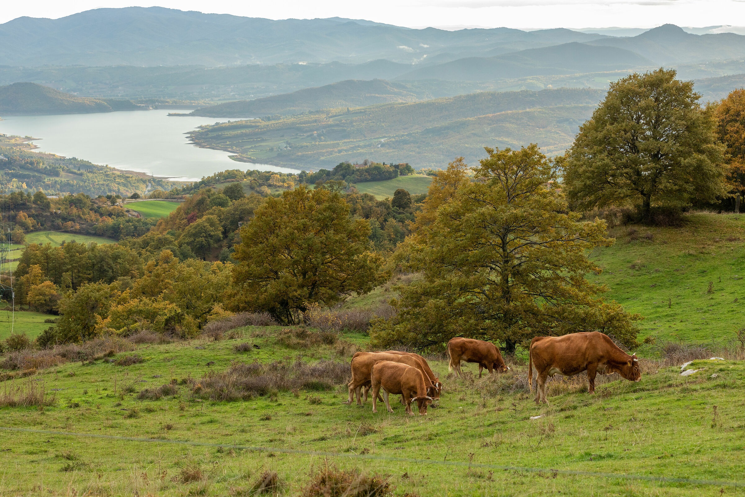 Montedoglio - Wikipedia