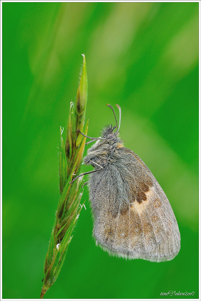 ... Coenonympha pamphilus ...
