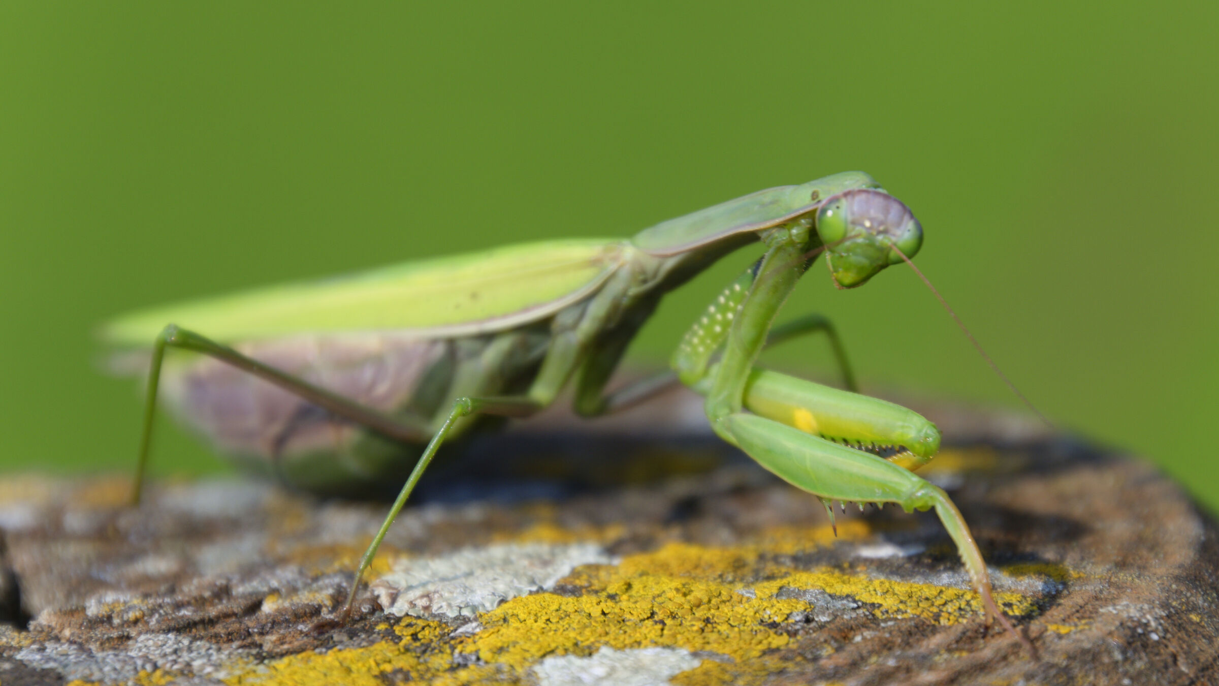 Mantide... Quando si vorrebbe chiudere...