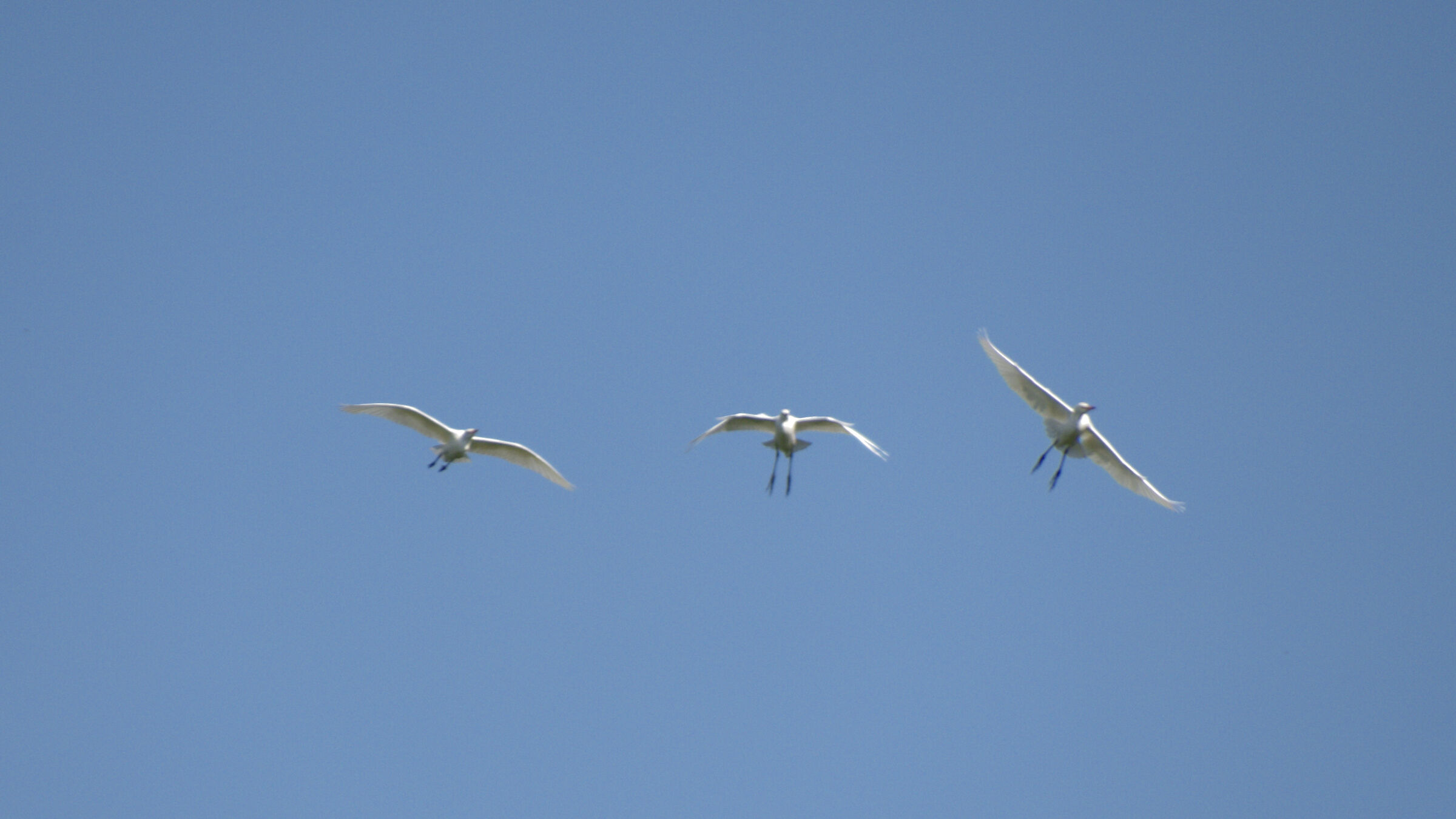 Uccello che non conosco