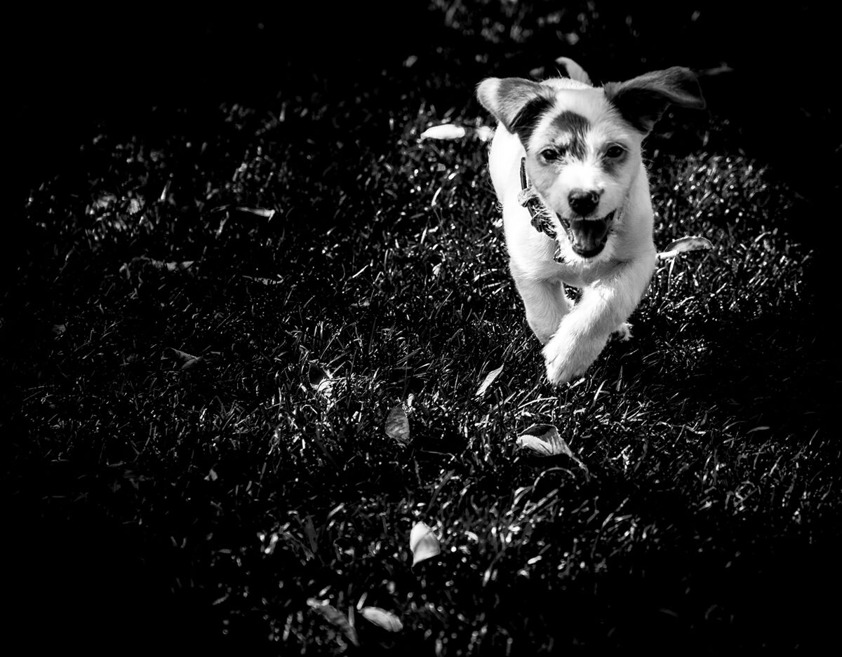 Arriva Maya, la mia ombra.