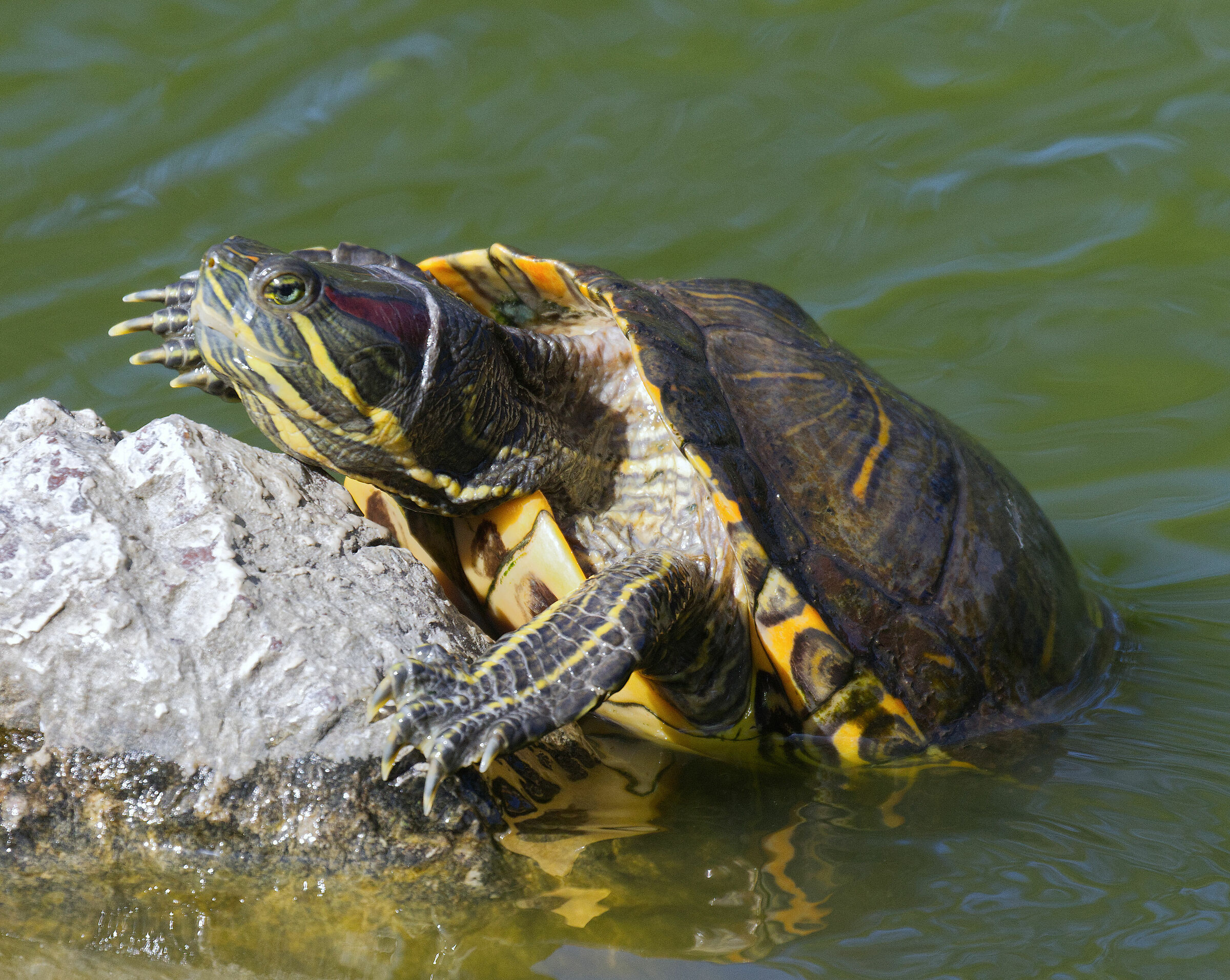 Turtle climbing  (  Trachemys scripta )