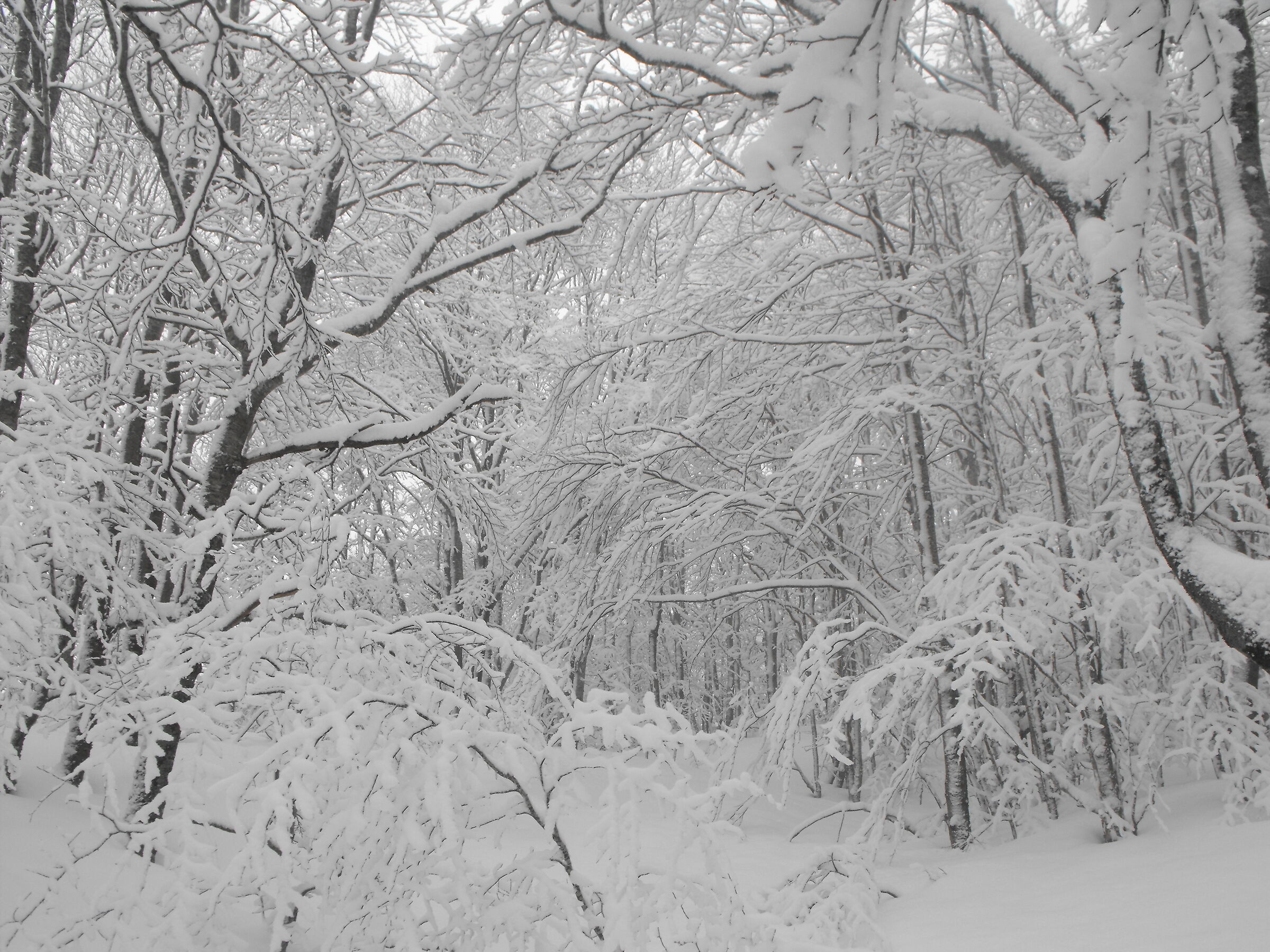The Enchanted Wood